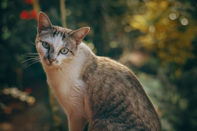 a brown and white cat sitting on top of a table, a portrait, unsplash, beautiful picture of stray, beautiful smooth oval head, shot on sony a 7, multicoloured