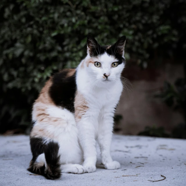 a calico cat sitting in front of a bush, a portrait, by Carlo Martini, unsplash, on a street, high quality image, sickly, hestia