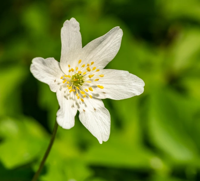 a white flower sitting on top of a lush green field, a macro photograph, by Sven Erixson, unsplash, anemones, starlit, high quality photo, gold flaked flowers