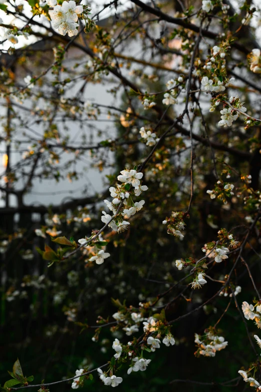 a tree with white flowers in front of a house, inspired by Elsa Bleda, unsplash, sunset warm spring, fruit trees, on black background, soft light - n 9