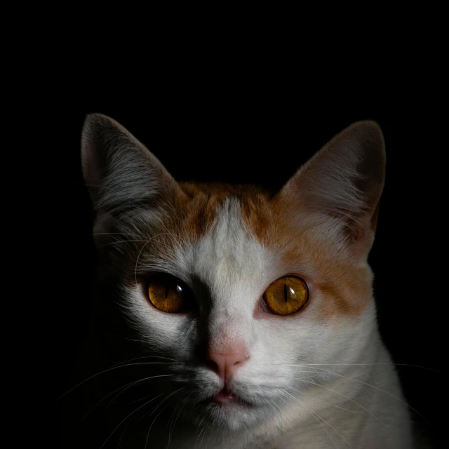 a close up of a cat with yellow eyes, an album cover, by Daniel Seghers, pexels contest winner, on black background, ginger cat, white cat, calico cat