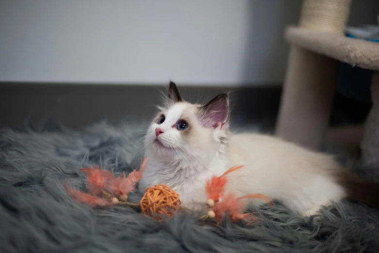 a white cat laying on top of a gray rug, softplay, orange fluffy belly, cat with a pearl earring, whiskers hq