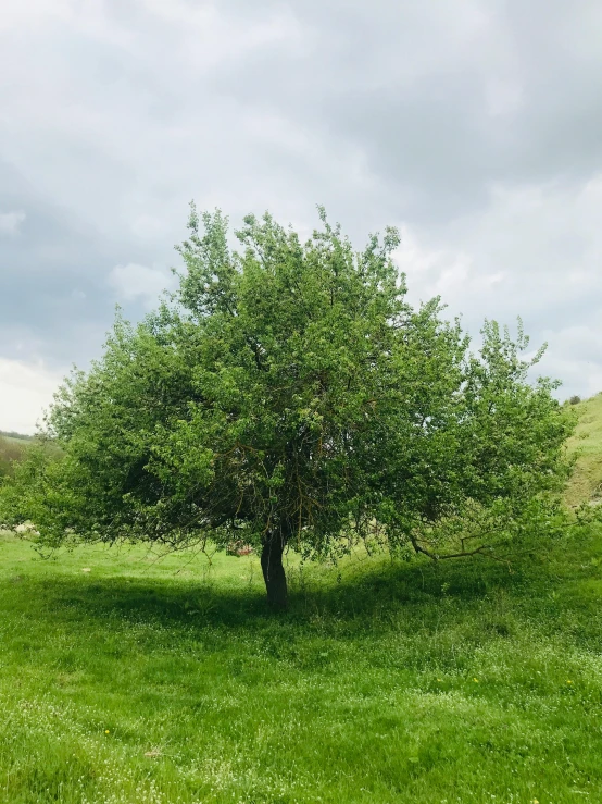 a lone tree in the middle of a grassy field, with fruit trees, 🐿🍸🍋, brimstone, woodland location