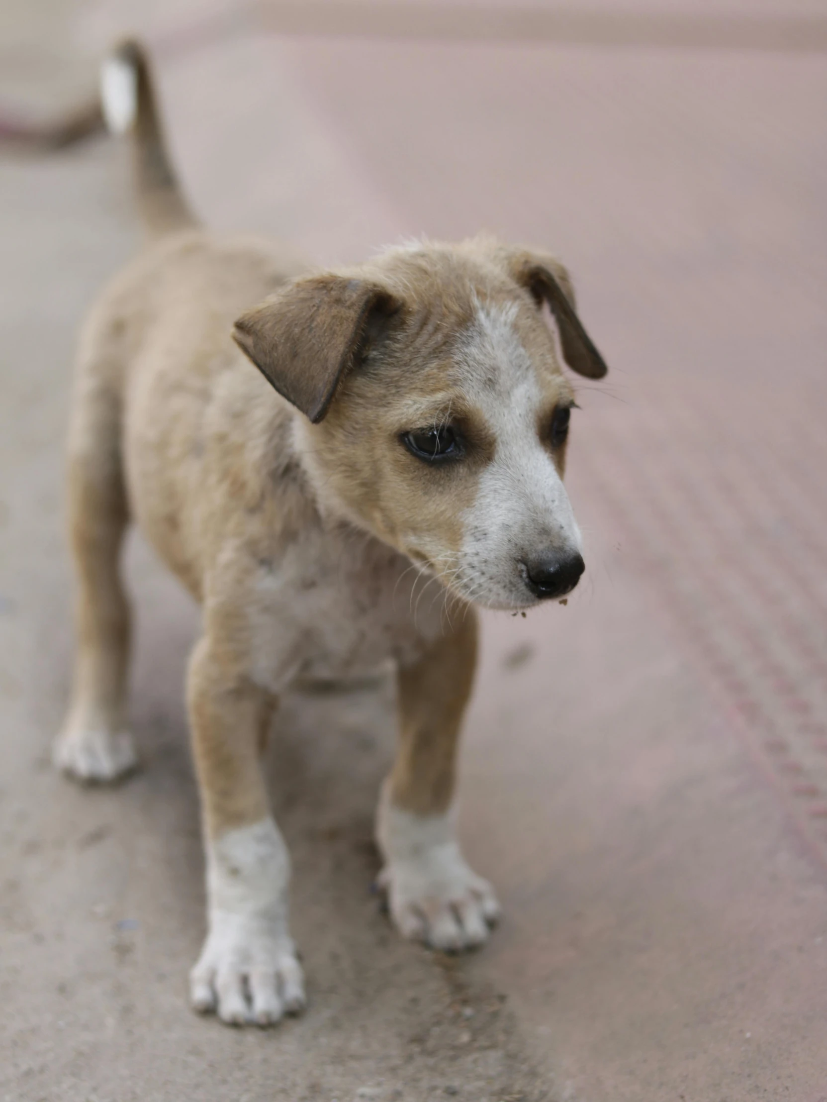 a small brown and white dog standing on a sidewalk, nivanh chanthara, malnourished, puppy, close - up photograph