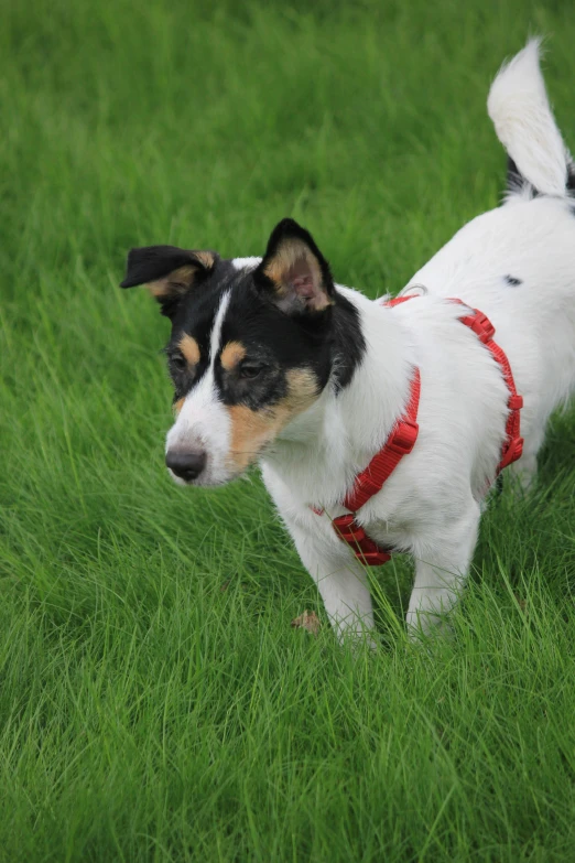 a small dog standing on top of a lush green field, body harness, red and white, neck zoomed in, looking partly to the left