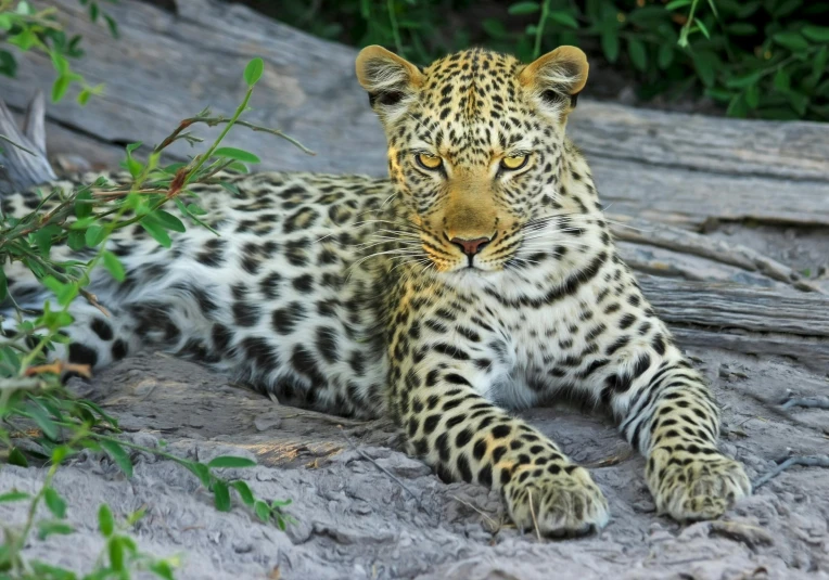 a close up of a leopard laying on a rock, sitting on a log, loin cloth, facing the camera, sitting on a tree