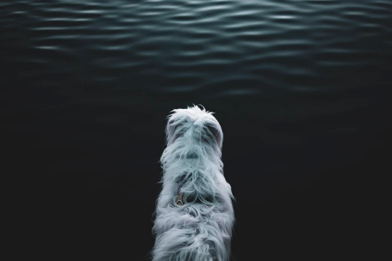 a white dog standing in front of a body of water, an album cover, inspired by Elsa Bleda, unsplash contest winner, dark blue water, looking from behind, rippling, desktop wallpaper