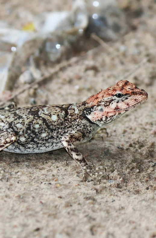 a lizard sitting on top of a sandy ground, mottled coloring, red scales on his back, slide show, amanda clarke