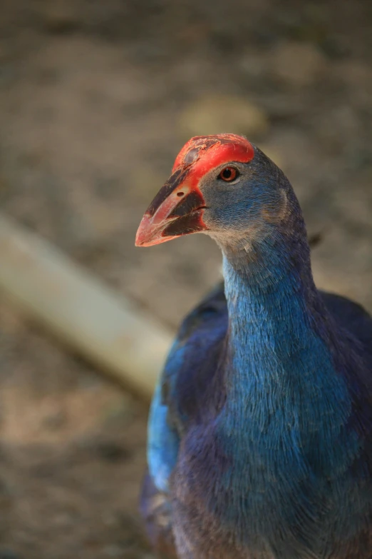 a close up of a bird on a dirt ground, blue mohawk, turaco morphing chicken, on display, multiple stories