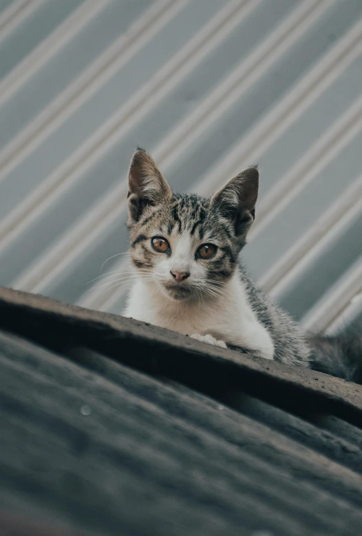 a gray and white cat sitting on top of a roof, trending on pexels, small freckles, in an attic, gif, textured