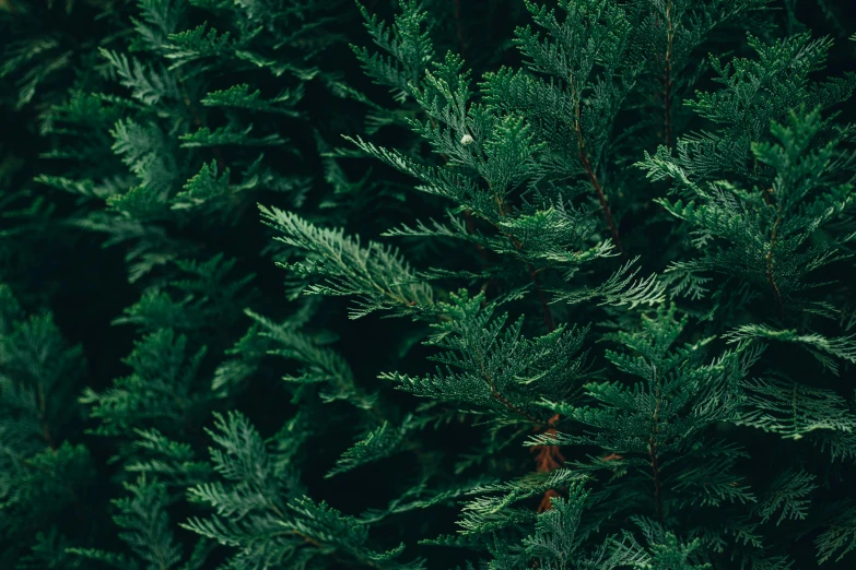 a dense tree with lots of green needles