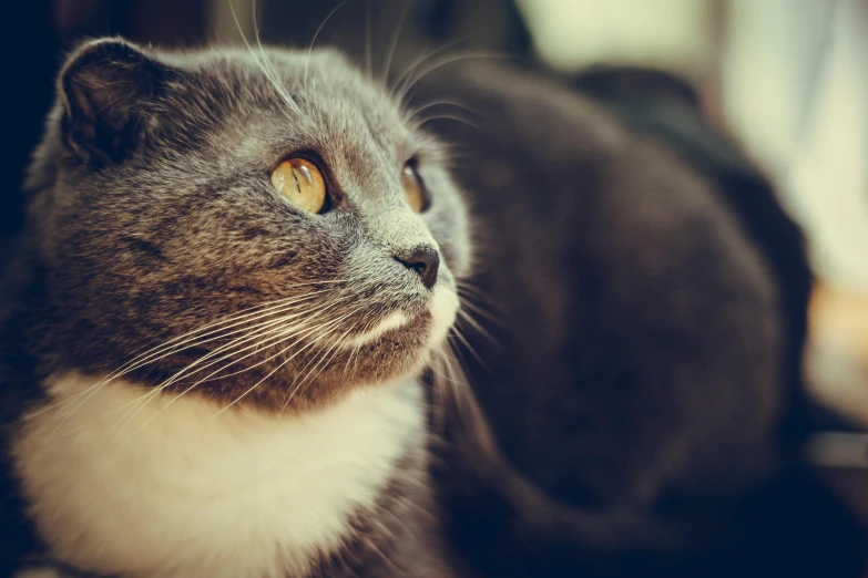 a gray and white cat laying next to a window, a photo, unsplash, retro stylised, getty images, an extreme closeup shot, instagram post