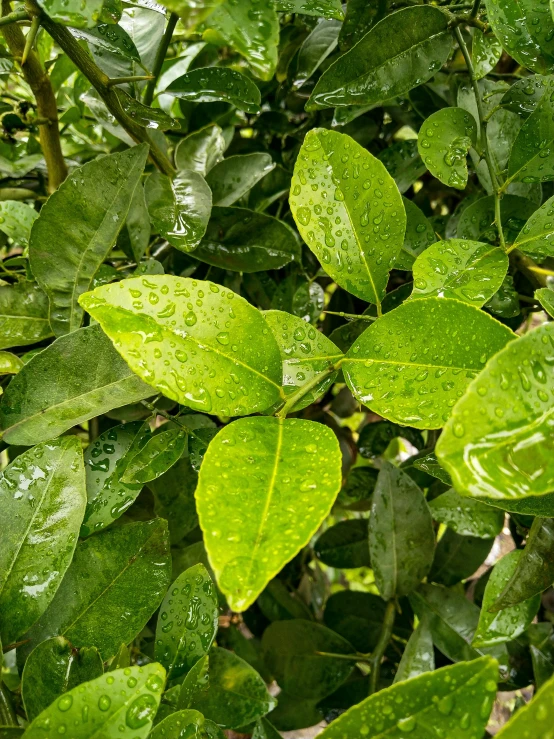 a close up of a plant with green leaves, soaked, 🐿🍸🍋, background: assam tea garden, lime