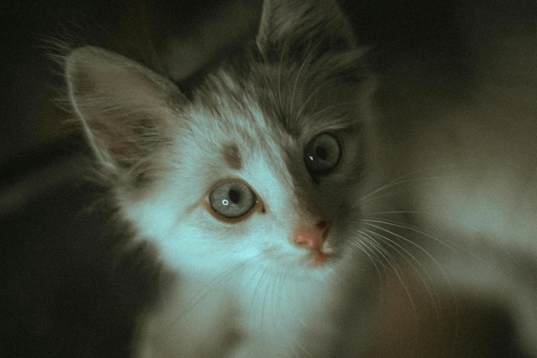 a close up of a kitten looking at the camera, a picture, by Elsa Bleda, pexels contest winner, short light grey whiskers, gif, heterochromia, looking up at camera