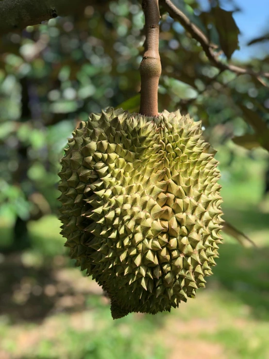 a durian fruit hanging from a tree, profile image