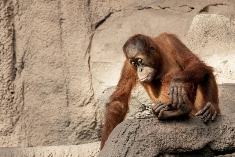 a monkey that is sitting on a rock