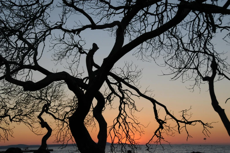 a bench sitting under a tree next to a body of water, by Pamela Drew, pexels contest winner, romanticism, silhouette over sunset, twisted trunk, seen from below, oak tree ent