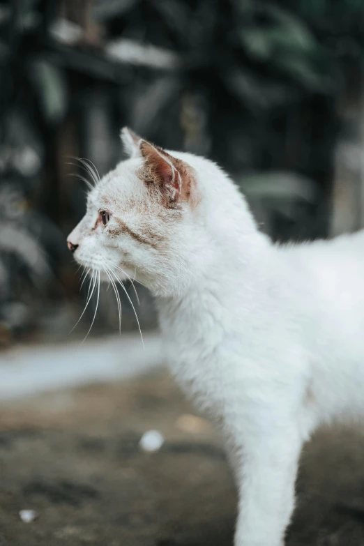 a white cat standing on top of a dirt ground, a picture, trending on unsplash, renaissance, old man, three quarter profile, slightly pixelated, wet fur