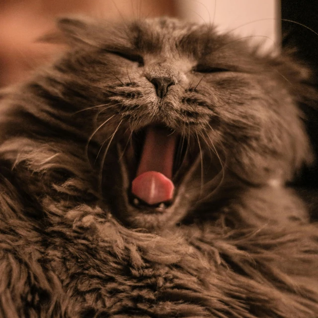 a close up of a cat yawning with its mouth open, pexels contest winner, renaissance, fluffy body, happy cozy feelings, grey, shot on sony a 7