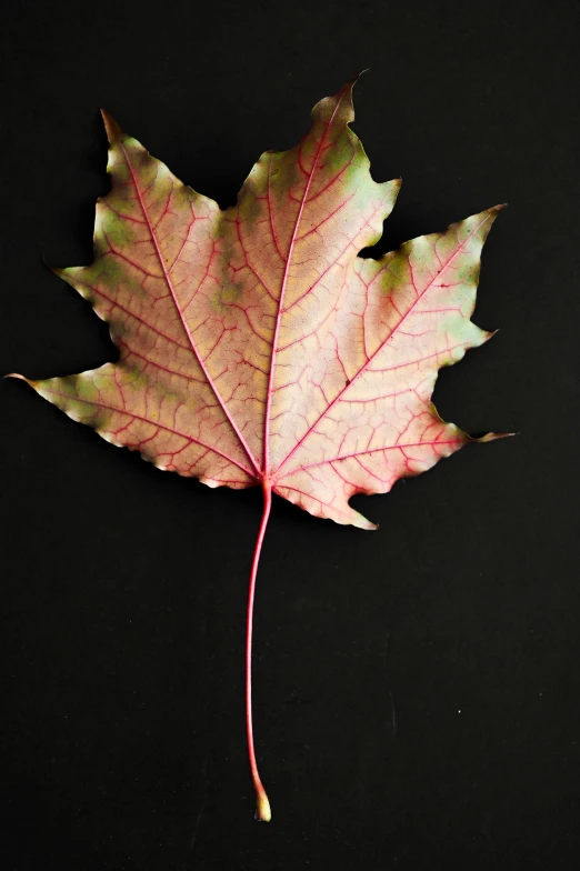 a close up of a leaf on a black surface, an album cover, pale red, maple syrup, complementary colour, tall