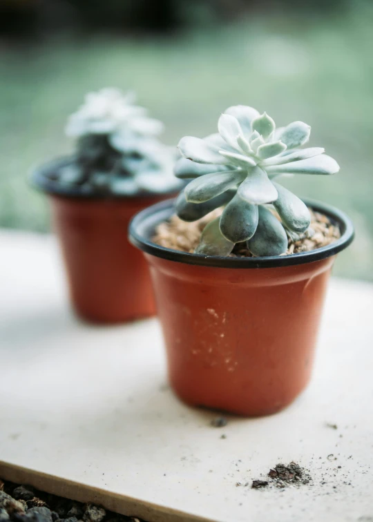 a couple of small potted plants sitting on top of a table, a colorized photo, trending on unsplash, medium format. soft light, celadon glaze, full frame image, made of glazed