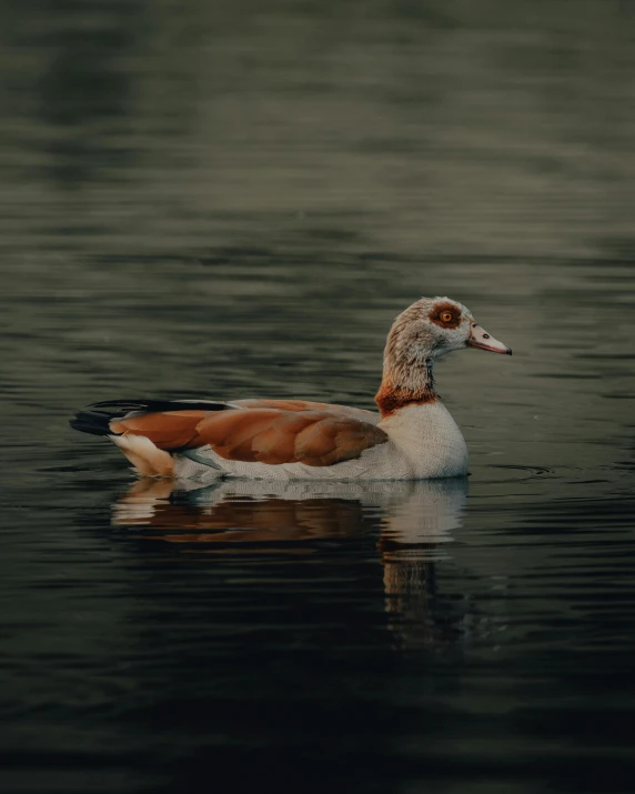 a duck floating on top of a body of water, standing next to water