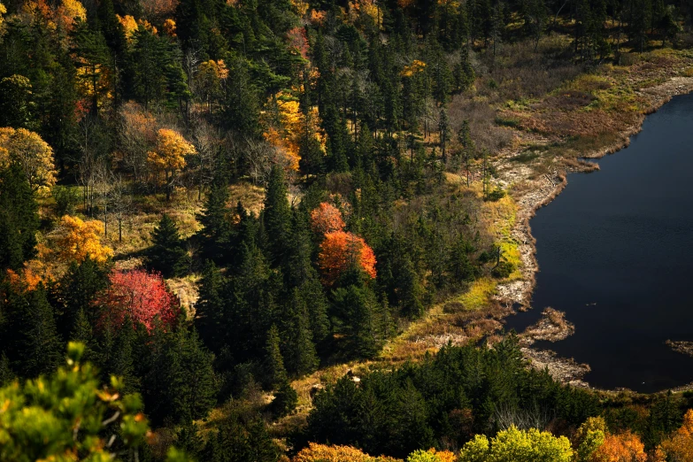 a large body of water surrounded by trees, pexels, les nabis, quebec, deep colours. ”, 2 5 6 x 2 5 6 pixels, colorful trees