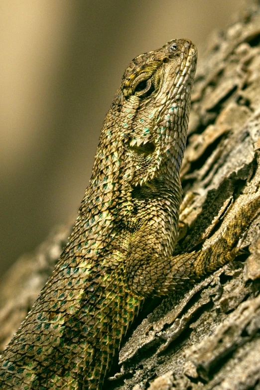 a lizard sitting on top of a tree trunk, a macro photograph, by Peter Churcher, highly detailed muted colors, an intricate