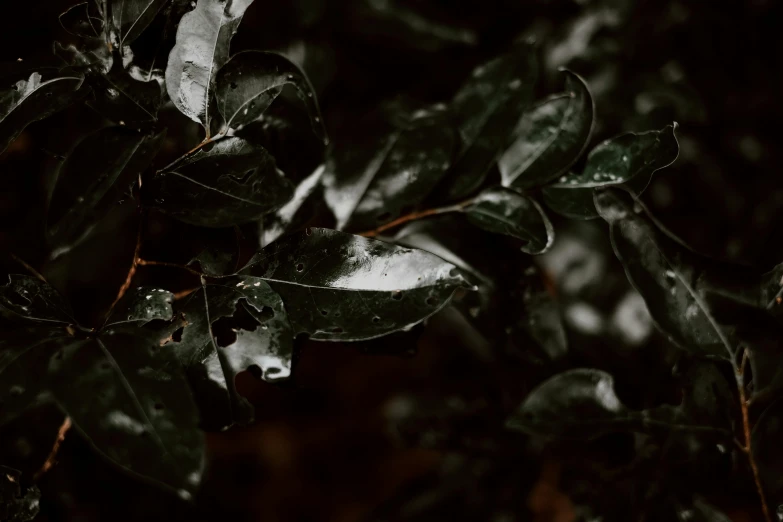 a black and white photo of leaves in the rain, trending on pexels, australian tonalism, dark green color scheme, unsplash 4k, nothofagus, 4 k hd wallpapear