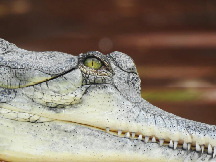 a close up of a crocodile's head with its mouth open, by Daniel Lieske, pexels contest winner, photorealism, albino, 🦩🪐🐞👩🏻🦳, closeup of an adorable, grey