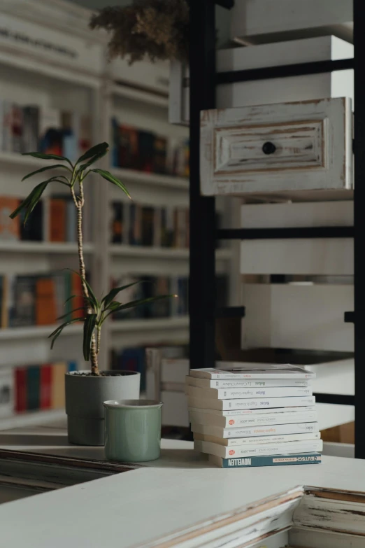 a potted plant sitting on top of a table in front of a bookshelf, pexels contest winner, library books, low quality photo, late morning, books flying around