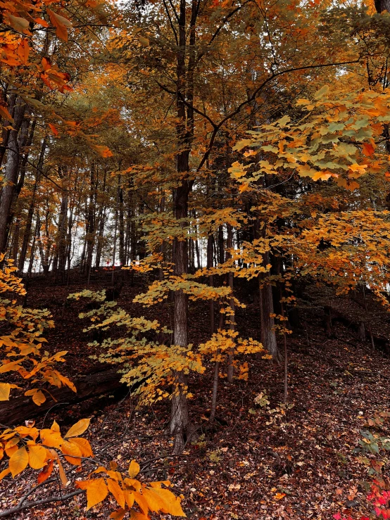 a red fire hydrant sitting in the middle of a forest, a picture, unsplash contest winner, hudson river school, dark oranges reds and yellows, panoramic shot, gold leaves, taken on iphone 1 3 pro