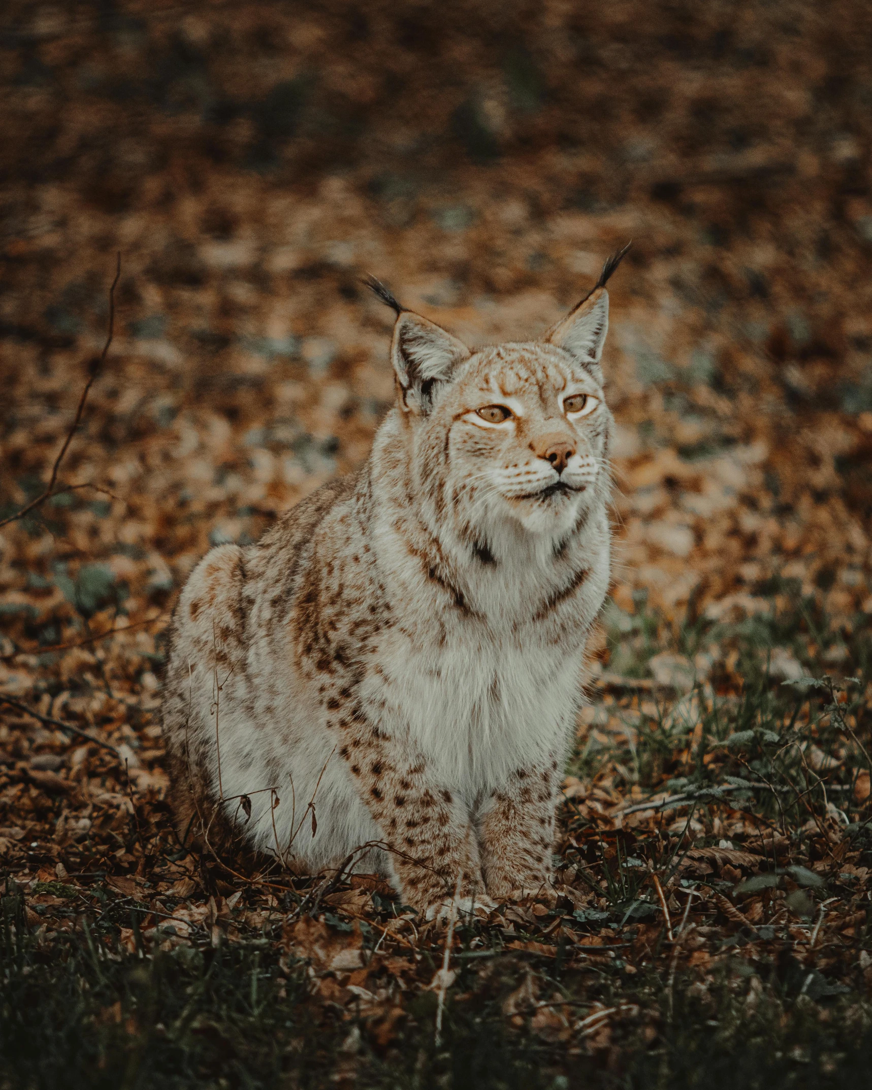 a lynx sitting on the ground in the woods, a picture, pexels contest winner, renaissance, gif, cinematic outfit photo, autumn season, vintage photo