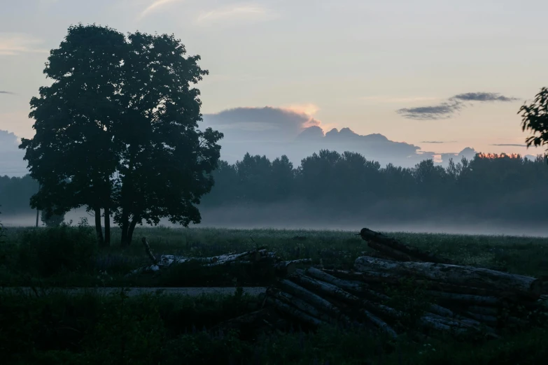 large trees on a grassy field with fog in the distance