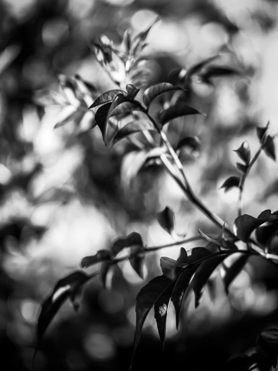 a black and white photo of a plant, a black and white photo, by Daniel Gelon, art photography, cinematic. by leng jun, extreme bokeh foliage, soft light - n 9, malika favre