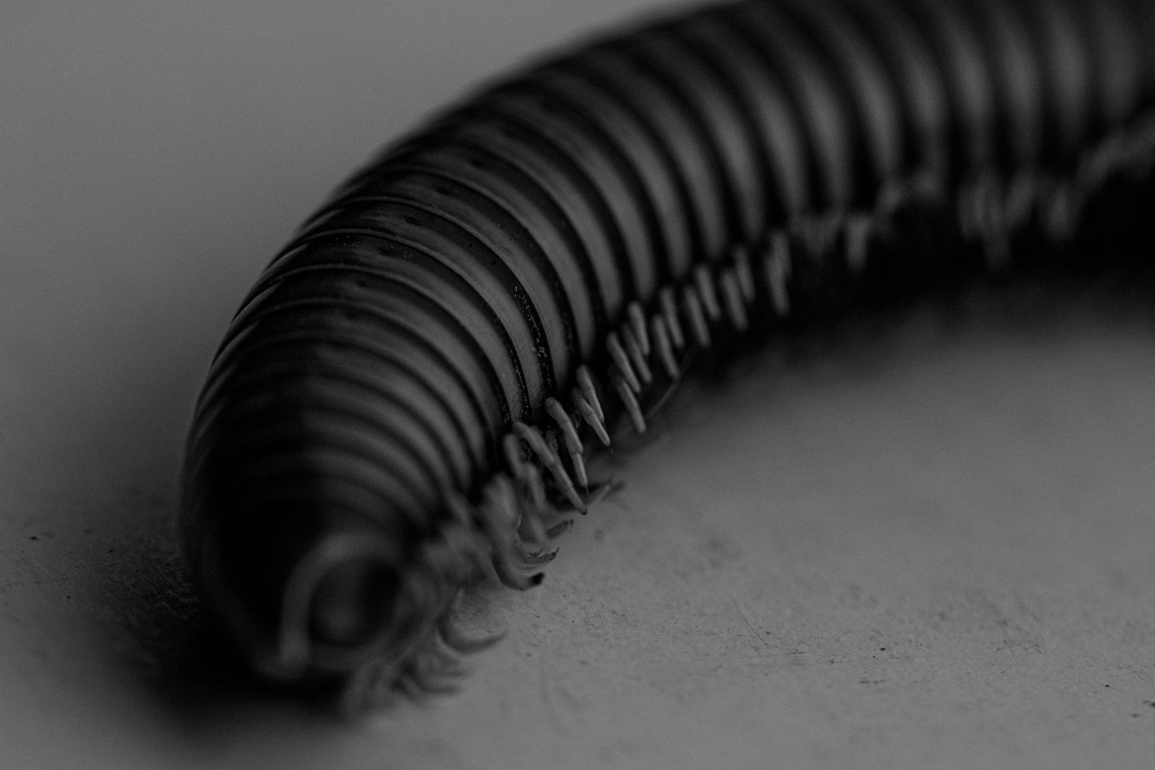 a black and white photo of a centipe, a macro photograph, by Jan Rustem, flickr, plasticien, corrugated hose, shai hulud, profile image, sci-fi