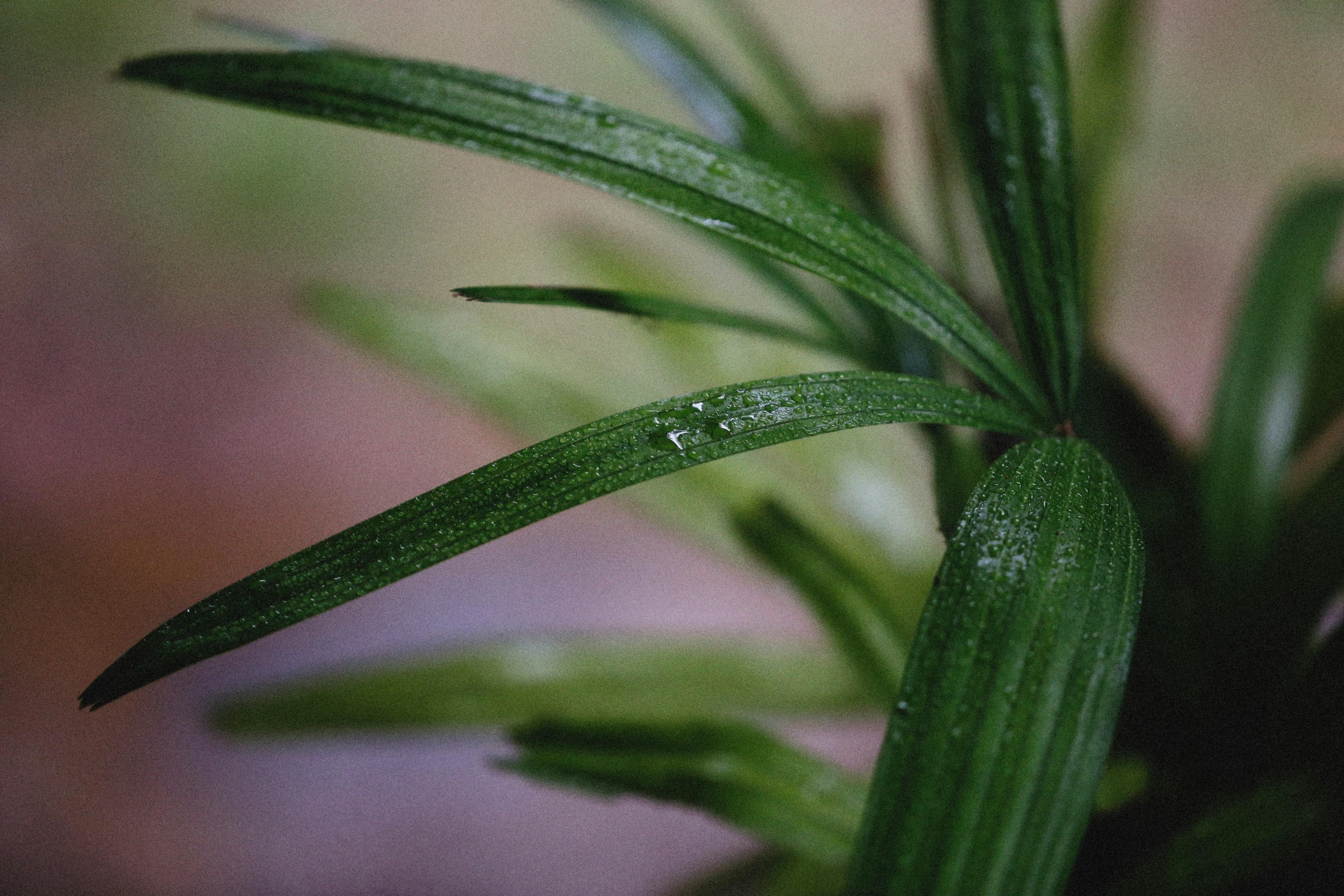 a close up of a plant with water droplets on it, inspired by Exekias, trending on pexels, photorealism, muted green, flax, sustainable materials, a high angle shot