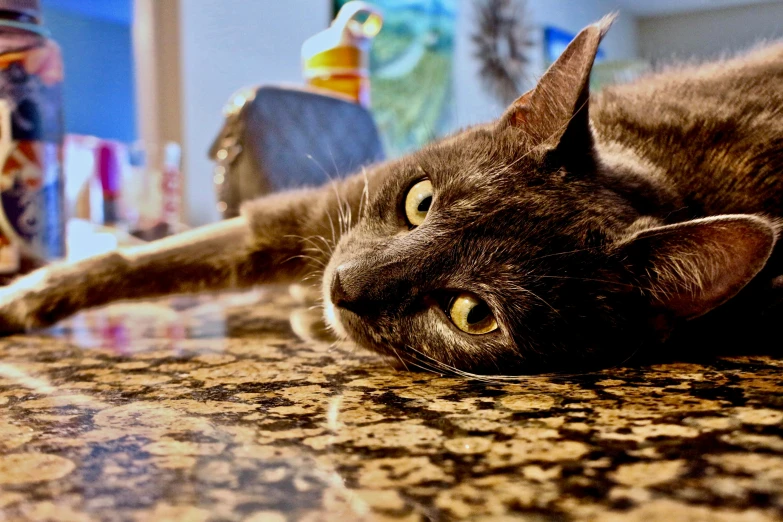 a close up of a cat laying on a counter, by Meredith Dillman, fan favorite, pets, tourist photo, accurate and detailed