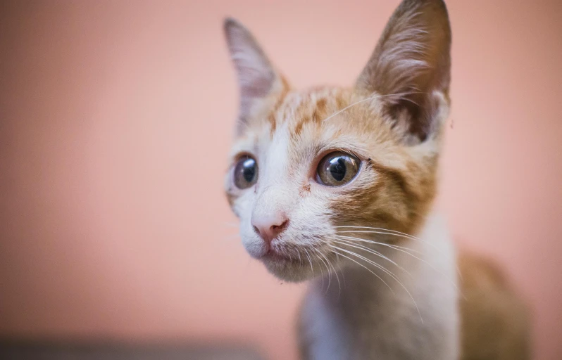a close up of a cat looking at the camera, orange and white, tiny nose, getty images, on a pale background