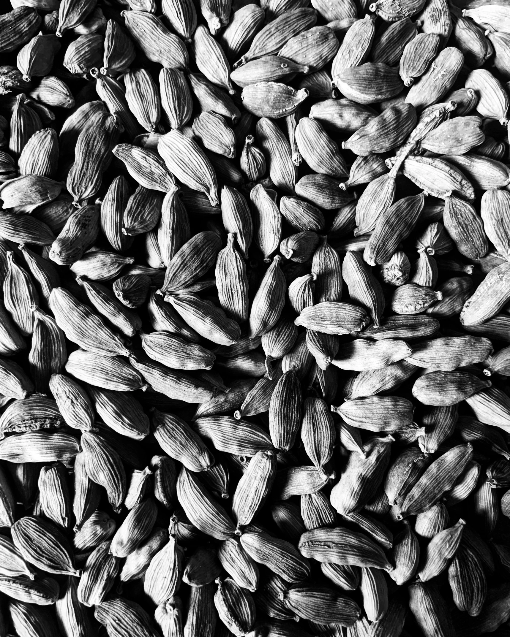 a pile of seeds sitting on top of a table, a macro photograph, by Cafer Bater, black and white. high contrast, taken on iphone 14 pro, ilustration, silver haired