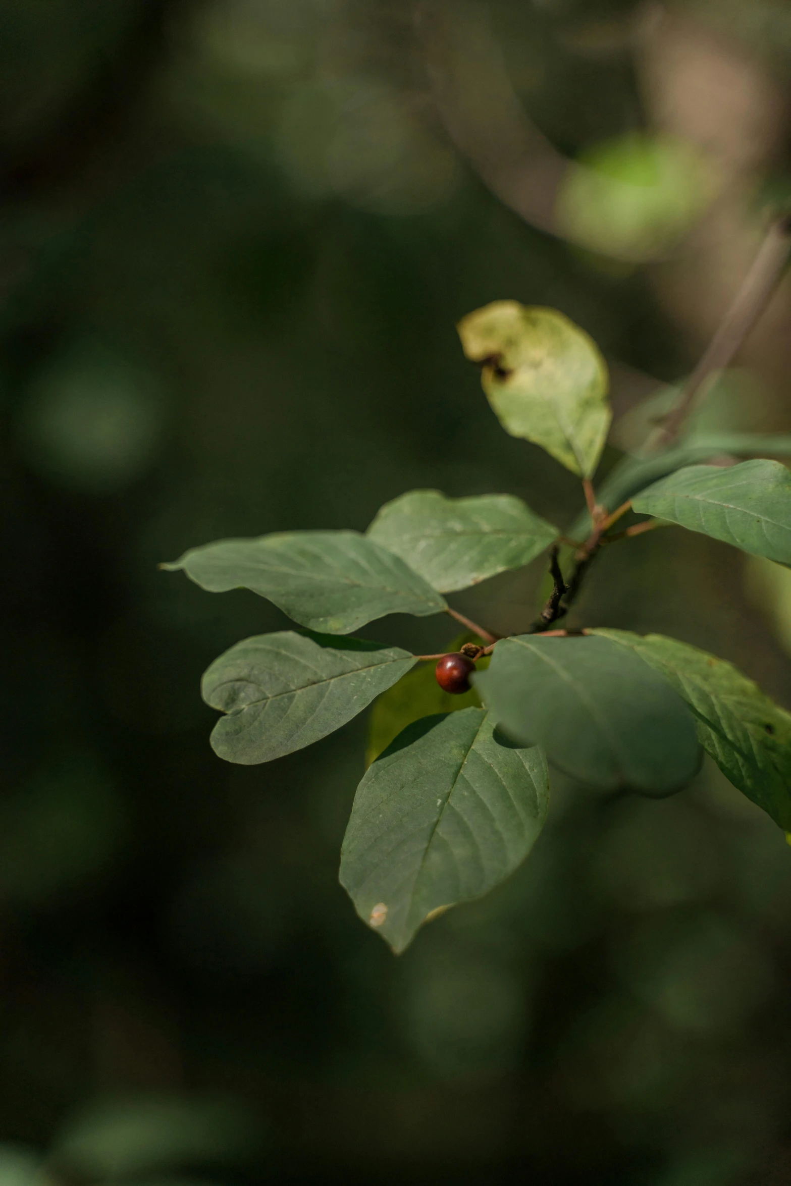 a close up of a leaf on a tree, by Andrew Domachowski, unsplash, paul barson, bushes and leafs, distant - mid - shot, myrtle