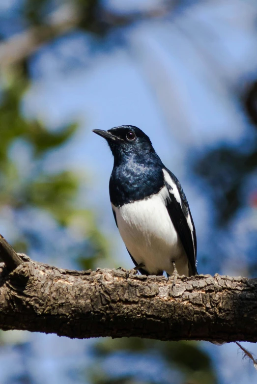 a black and white bird sitting on top of a tree branch, slide show, multiple stories, madagascar, blue and white