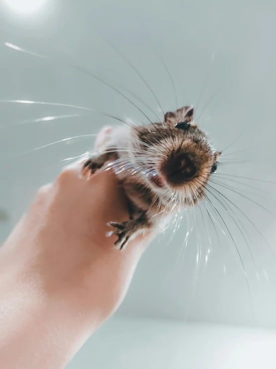 a person holding a small rodent in their hand, an album cover, trending on pexels, short light grey whiskers, floating in mid - air, pov photo, without text