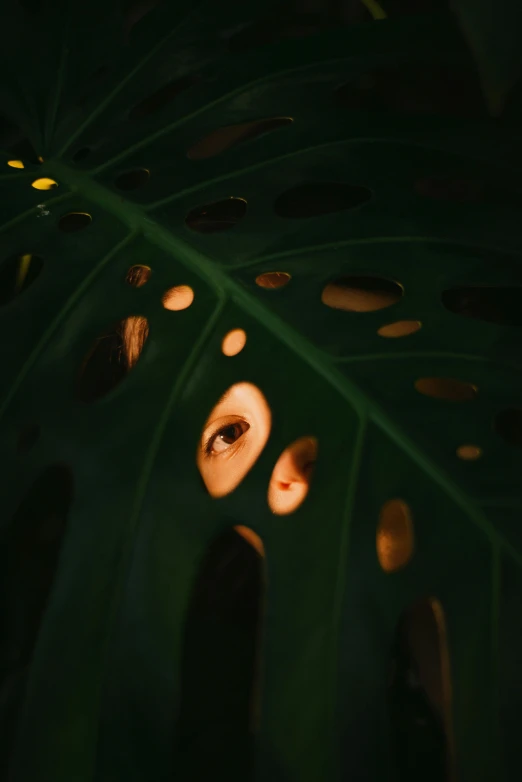 a green leaf with holes in it, inspired by Elsa Bleda, pexels contest winner, face illuminated, spying, monstera, night photo