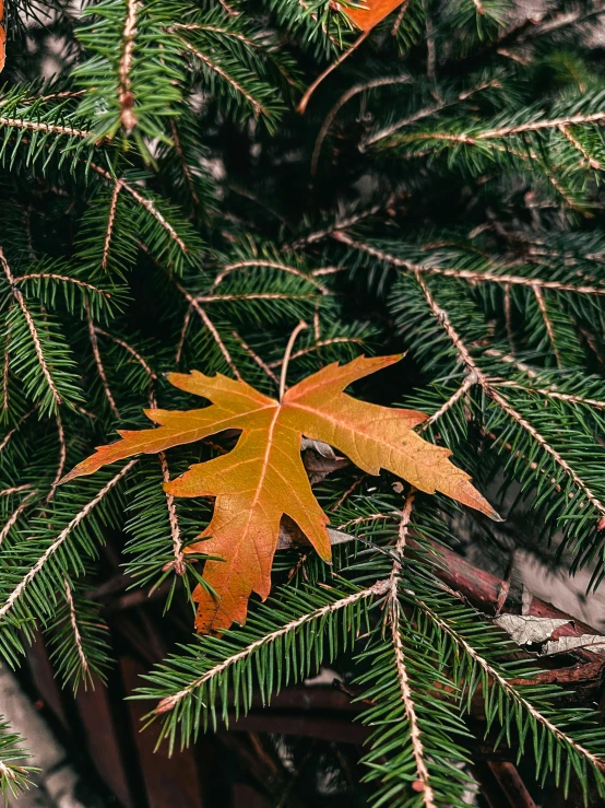 a couple of leaves sitting on top of a tree, trending on pexels, single pine, slide show, full frame image