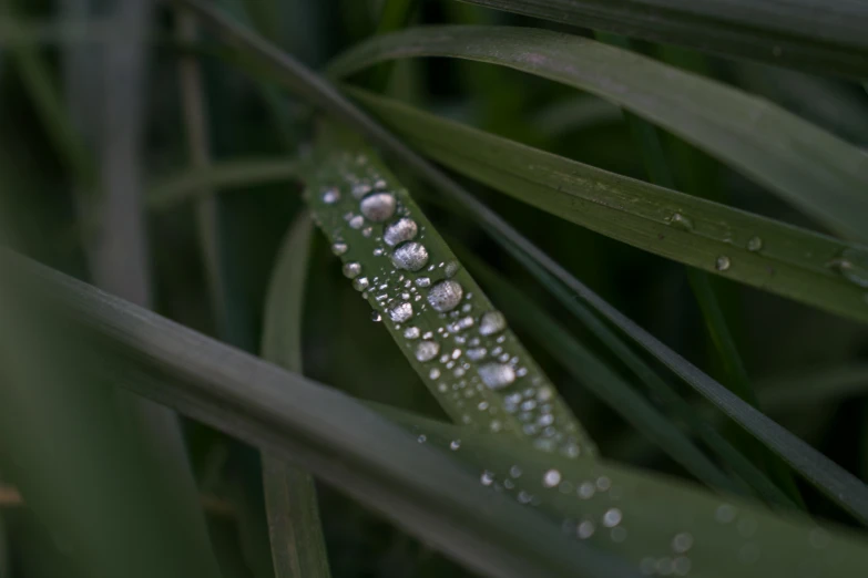 a close up of a leaf with water droplets on it, unsplash, long thick grass, paul barson, grey, 8k 50mm iso 10