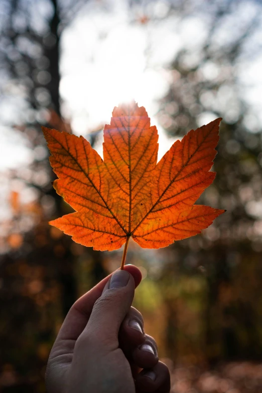 a person holding a leaf in their hand, pexels contest winner, maple syrup highlights, good light, vibrant orange, vanilla