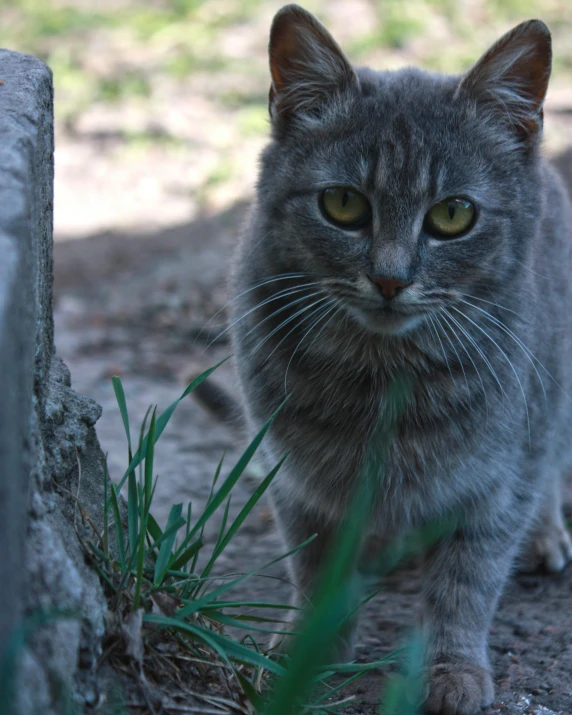 a cat that is standing in the dirt, in the grass