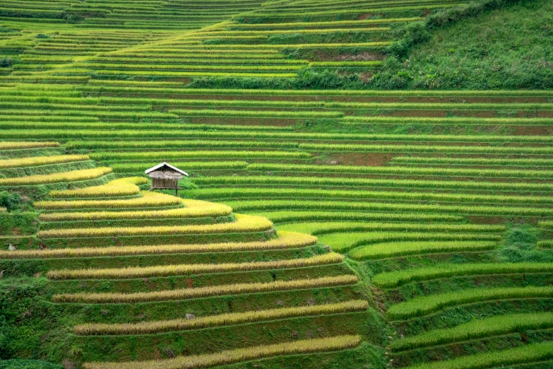 a house sitting on top of a lush green hillside, pexels, sumatraism, rows of lush crops, vietnam war, square, stacked image