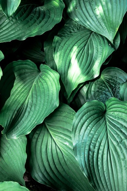 a close up of a bunch of green leaves, award - winning crisp details, a pair of ribbed, bioluminescent plants, voluminous